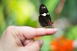 butterfly-on-finger-1278813_1920
